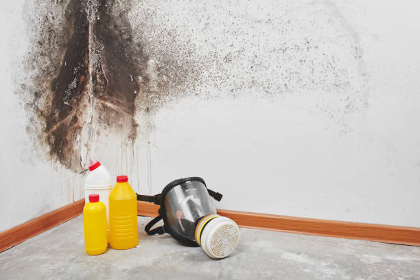 Best Attic Mold Removal  in Forsgate, NJ