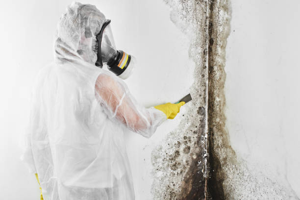 Best Affordable Mold Removal  in Forsgate, NJ