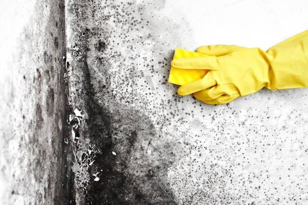 Best Local Mold Removal Service  in Forsgate, NJ