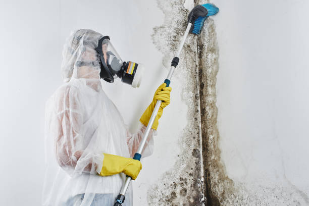 Best Commercial Mold Removal  in Forsgate, NJ