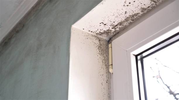 Best Mold Remediation  in Forsgate, NJ