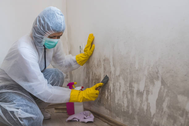 Best Mold Inspection  in Forsgate, NJ