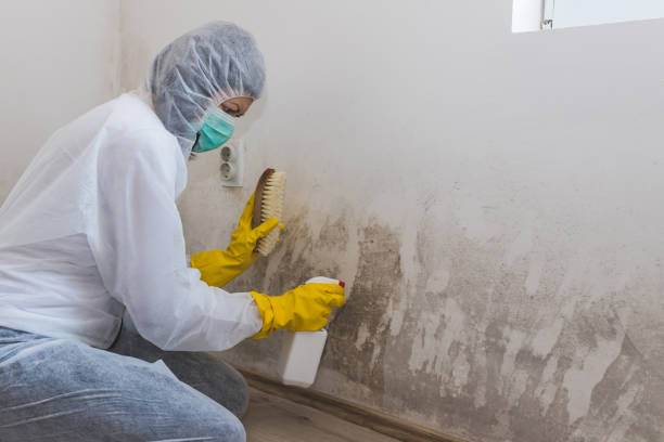 Best Mold Cleaning Services  in Forsgate, NJ