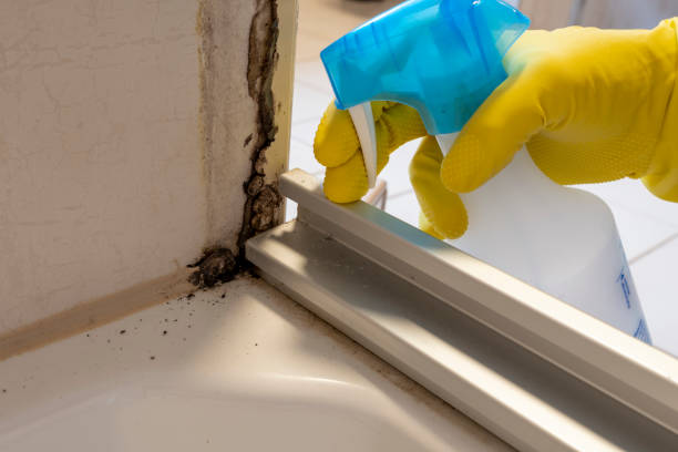 Best Home Mold Removal  in Forsgate, NJ