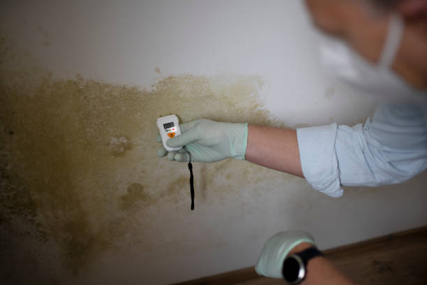 Best Mold Removal Company Near Me  in Forsgate, NJ