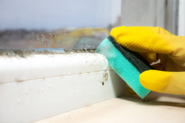 Best Commercial Mold Removal  in Forsgate, NJ