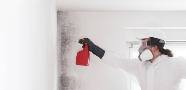 Best Black Mold Removal  in Forsgate, NJ