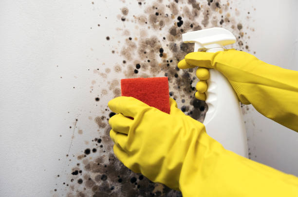 Best Best Mold Removal Companies  in Forsgate, NJ