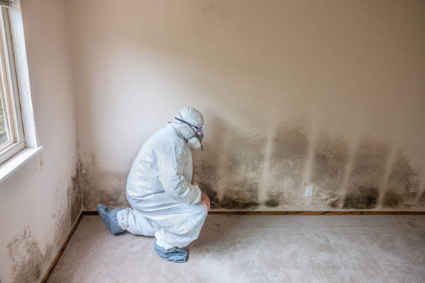 Best Mold Damage Repair  in Forsgate, NJ