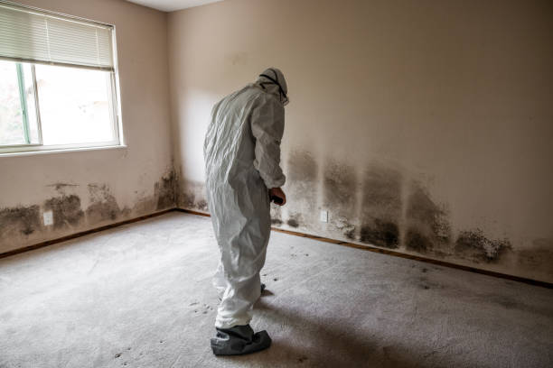 Forsgate, NJ Mold Removal Company