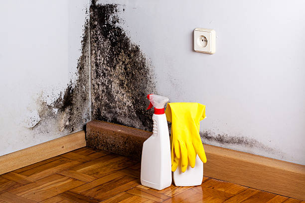 Best Mold Remediation  in Forsgate, NJ