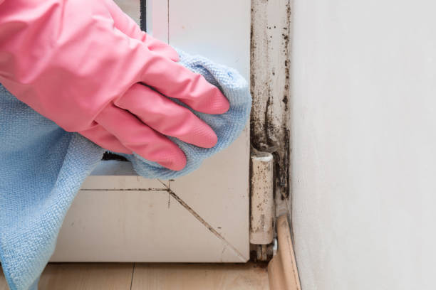 Best Toxic Mold Removal  in Forsgate, NJ