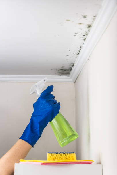 Best Attic Mold Removal  in Forsgate, NJ